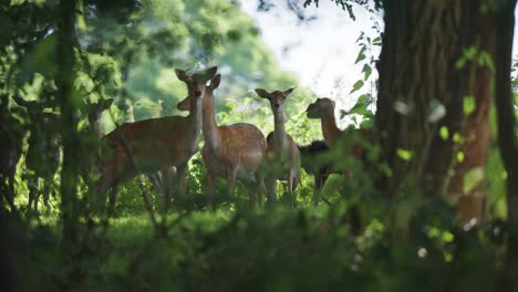 a herd of red deer stands in the deep forest opening and then runs away when startled