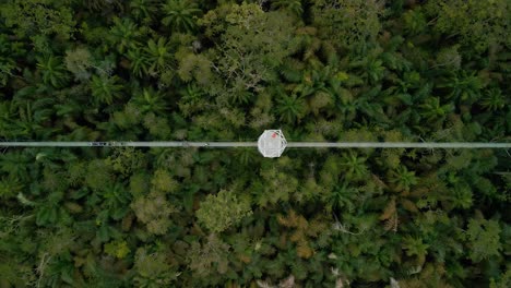 la pasarela de dosel más larga de áfrica con conservación de la naturaleza y la vida silvestre en lekki