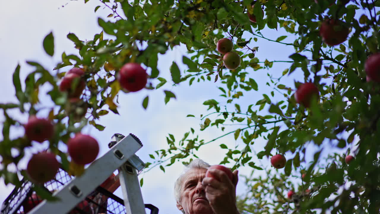 Farmer picks up red apples trying to reach the highest branches. Man stands on the ladder with a box of apples on the top. Low angle view.