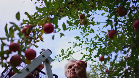 farmer picks up red apples trying to reach the highest branches. man stands on the ladder with a box of apples on the top. low angle view.