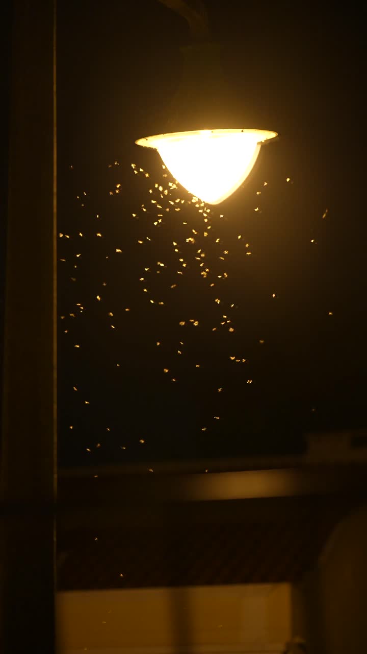 Insects swarming around a street light at night