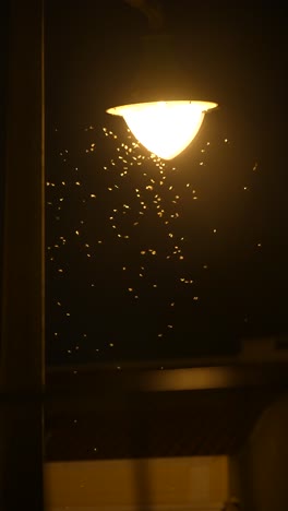 insects swarming around a street light at night