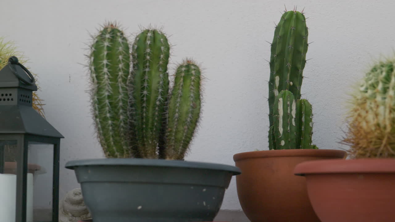 Lenta panoramica su varietà di cactus verdi, spinosi e appuntiti coltivate in vasi su uno scaffale da giardino.