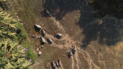 Water-Buffalo-herd-in-rural-Cambodia-wetland-stir-up-muddy-water