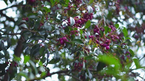 purple mangosteen fruit on branch