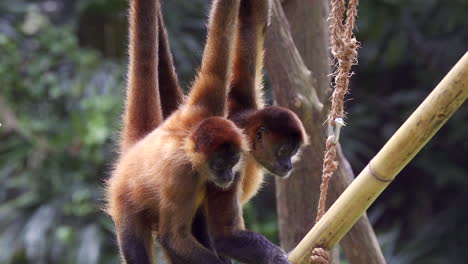 spider monkey playing with ropes