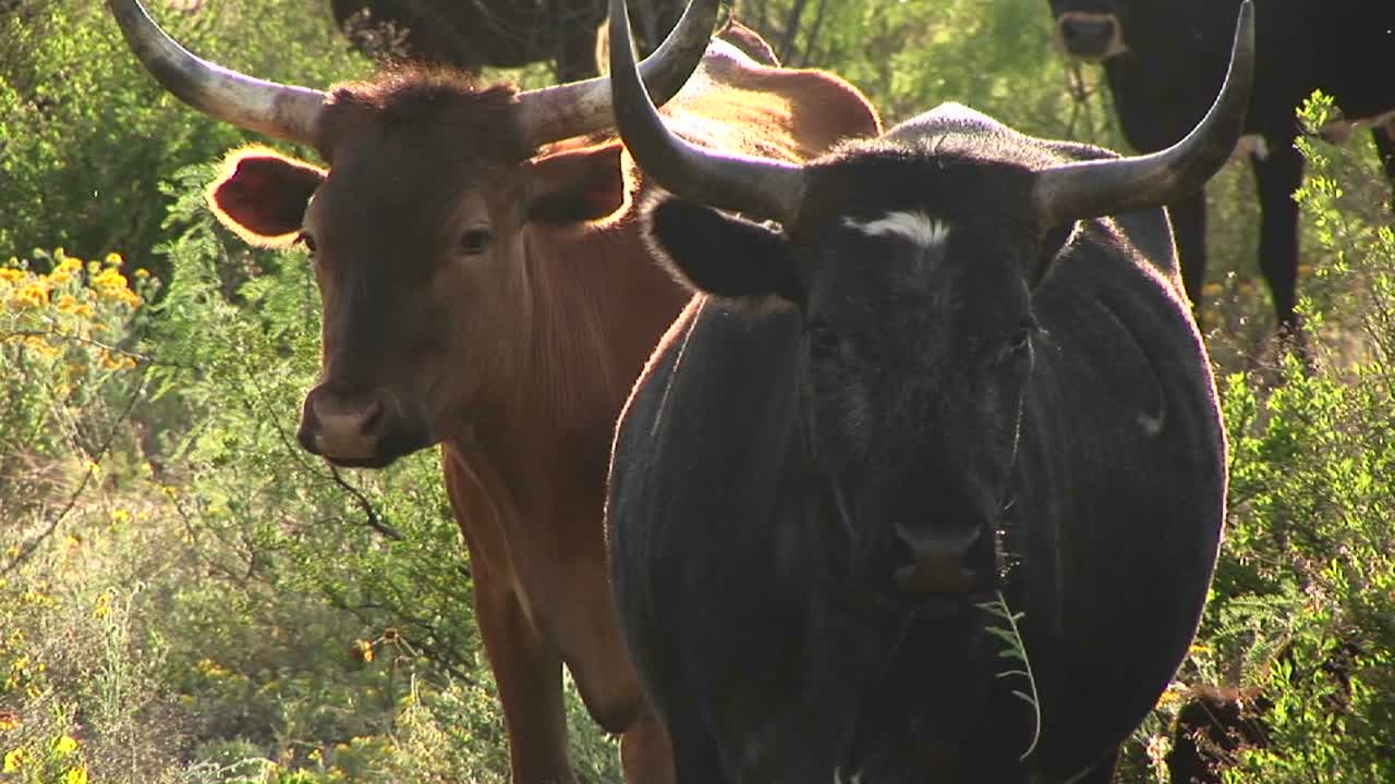 들판에 서 있는 두 개의 텍사스 긴 경적 수송아지의 근접 촬영