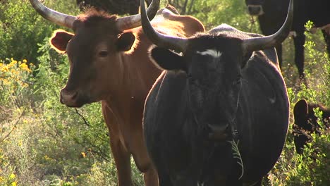 Nahaufnahme-Von-Zwei-Texas-Long-Horn-Ochsen-Stehen-In-Einem-Feld