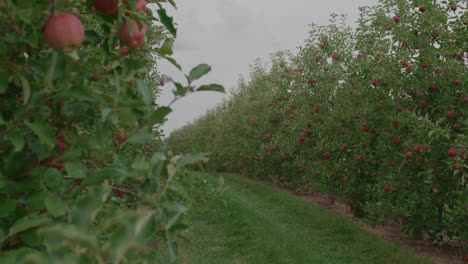 grassy path through apple orchard