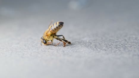 the agony of dying honey bee, poisoned pollinator, the consequence of pesticides and insecticides misuse in agriculture