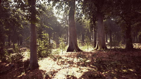 sun beams through thick trees branches in dense green forest