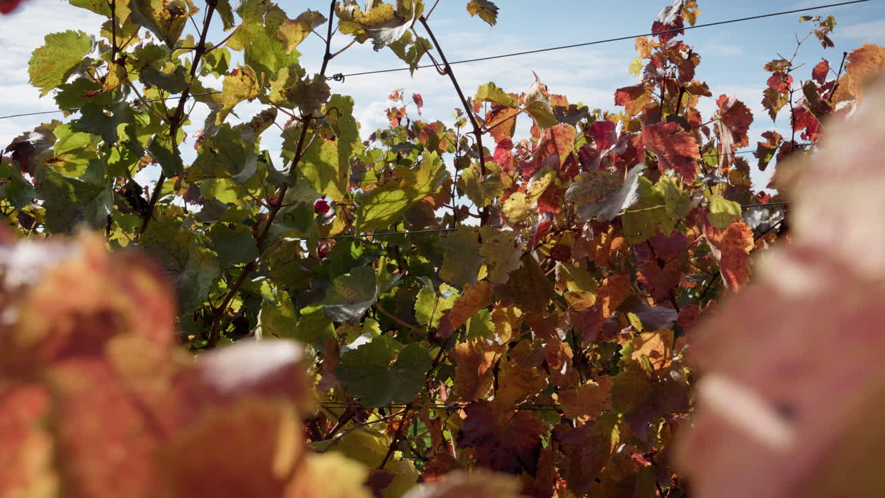 Detail shot of autumnal red and green-yellow grapevines in a southern German wine landscape on a sunny autumn day. The leaves blow gently in the autumn wind