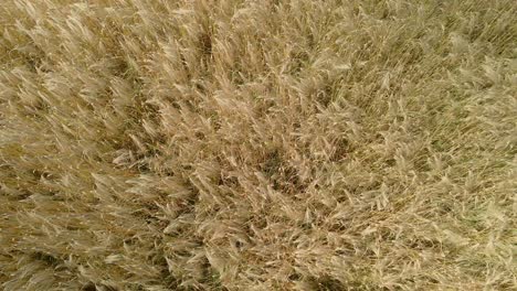 top down,aerial ascend view of yellow and green wheat crop fields on agricultural farm land