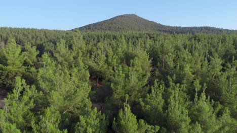 orbita drone aéreo video de denso bosque de coníferas verdes panorámica izquierda día soleado