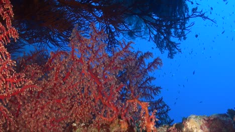 soft coral scenery from the red sea