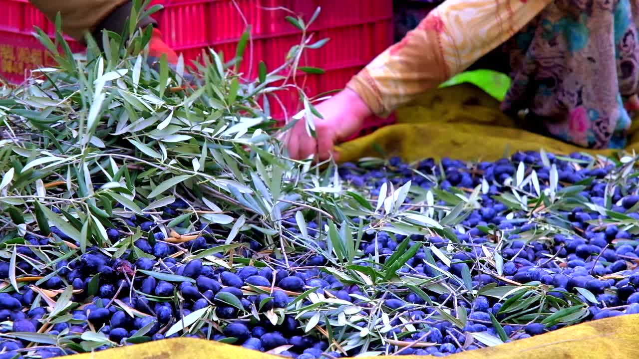 농부 는 새로 뽑은 올리브 를 손 으로 확인 하고 있다