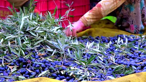 farmer is checking the freshly picked olives with his hands