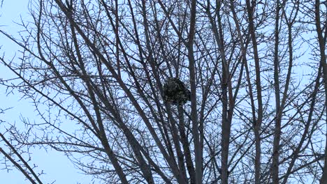 huge nest of hornets on top of a tree in winter