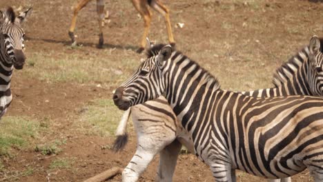 zebras are spooked briefly while drinking from african watering hole