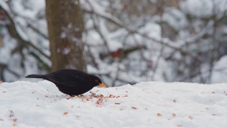 el mirlo común, turdus merula comiendo maní en un bosque nevado