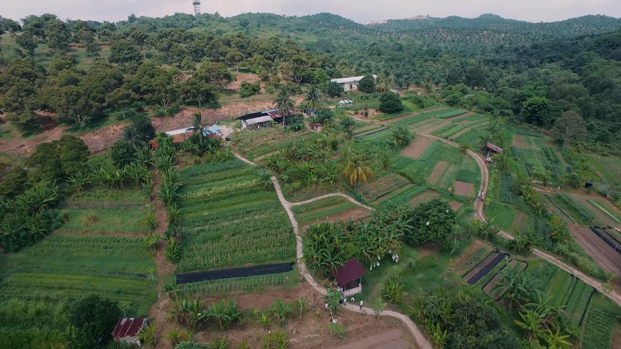 aerial peternakan organik dengan berbagai tanaman dan sayuran