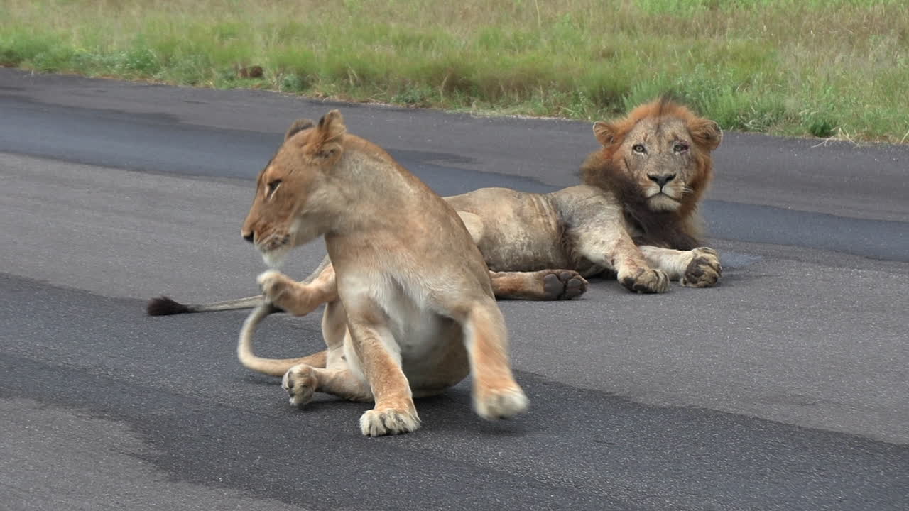 Two lions resting on a paved tar road
