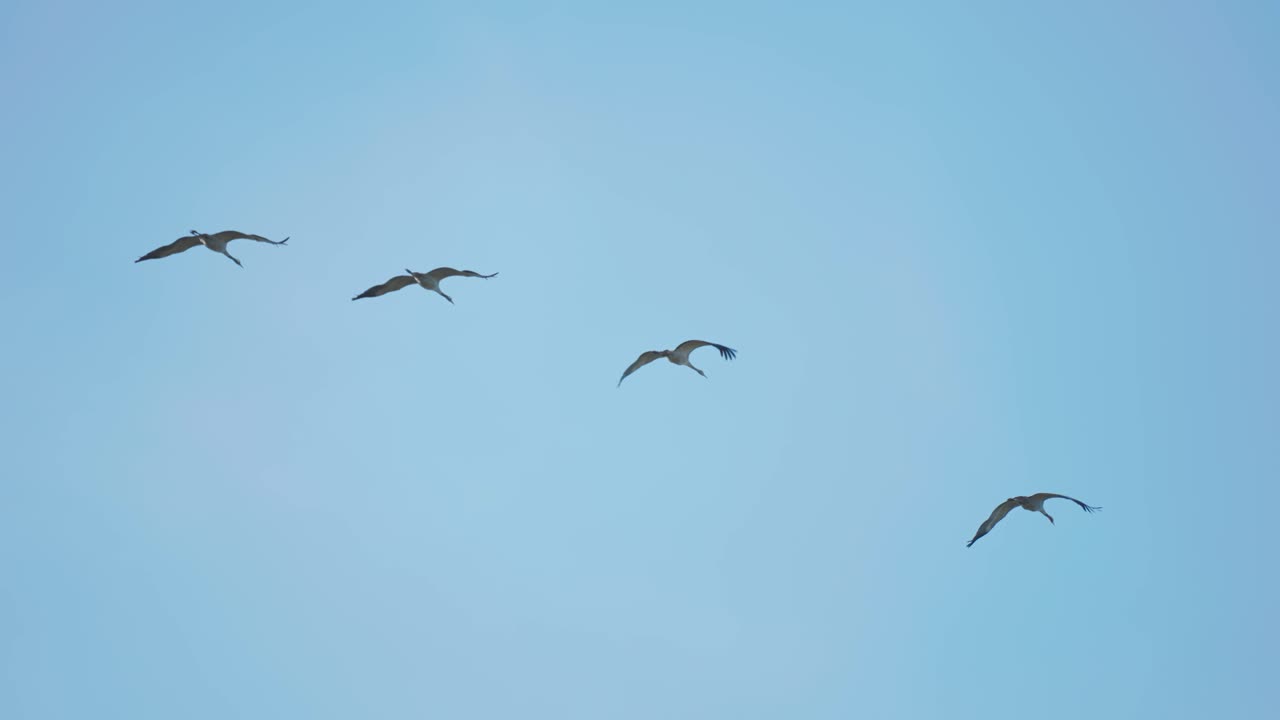 푸른 하늘을 배경으로 날아다니는 작은 호랑이 무리