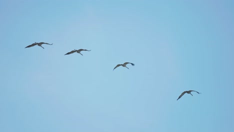 small flock of storks flying on blue skies background