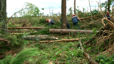 lumberjacks in protective helmets saw timber trees in forest with chainsaws