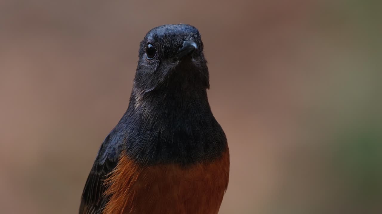 cabeza inclinada luego mira hacia la derecha, shama copsychus malabaricus, tailandia