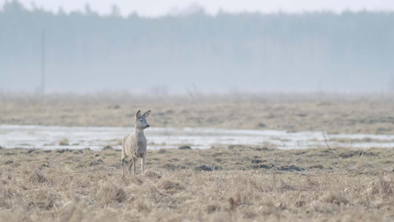 обыкновенная дикая косуля идет и ест траву на поле ранней весной сухой травянистый луг крупным планом