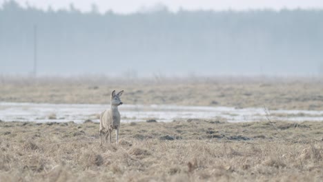 Common-wild-roe-deer-walking-and-eating-grass-on-the-field-in-early-spring-dry-grass-meadow-close-up