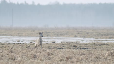 common wild roe deer walking and eating grass on the field in early spring dry grass meadow close up