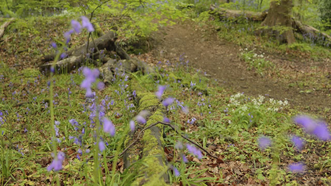 campanas azules alrededor de un árbol caído, musgo, tirar lejos, cerrar, cámara lenta
