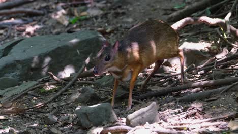 Visto-Comiendo-Y-Luego-Levanta-La-Cabeza-Cuando-Una-Ardilla-Se-Escapa,-Ciervo-ratón-Chevrotains,-Tailandia