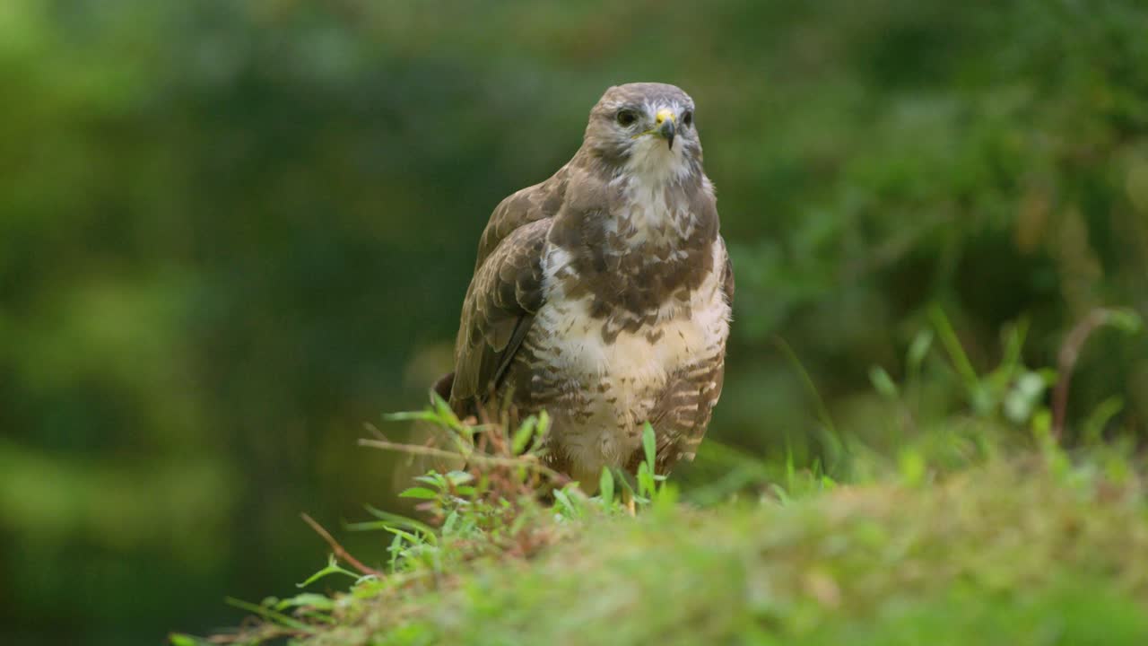 Buzzard on the ground in a forest