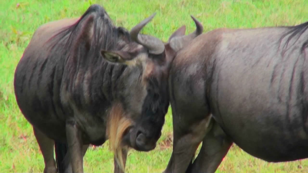 누우는 냄새를 맡고 다른 누우의 뒷부분을 문지릅니다.
