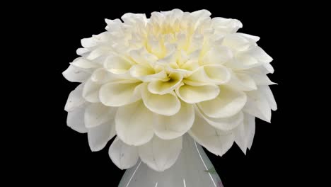 rotating white dahlia flower with alpha channel, 4k seamless loop