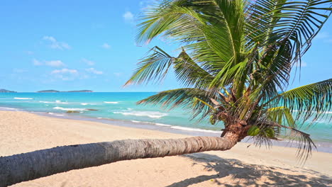 leaning palm tree above sandy beach by tropical sea on sunny summer day, full frame