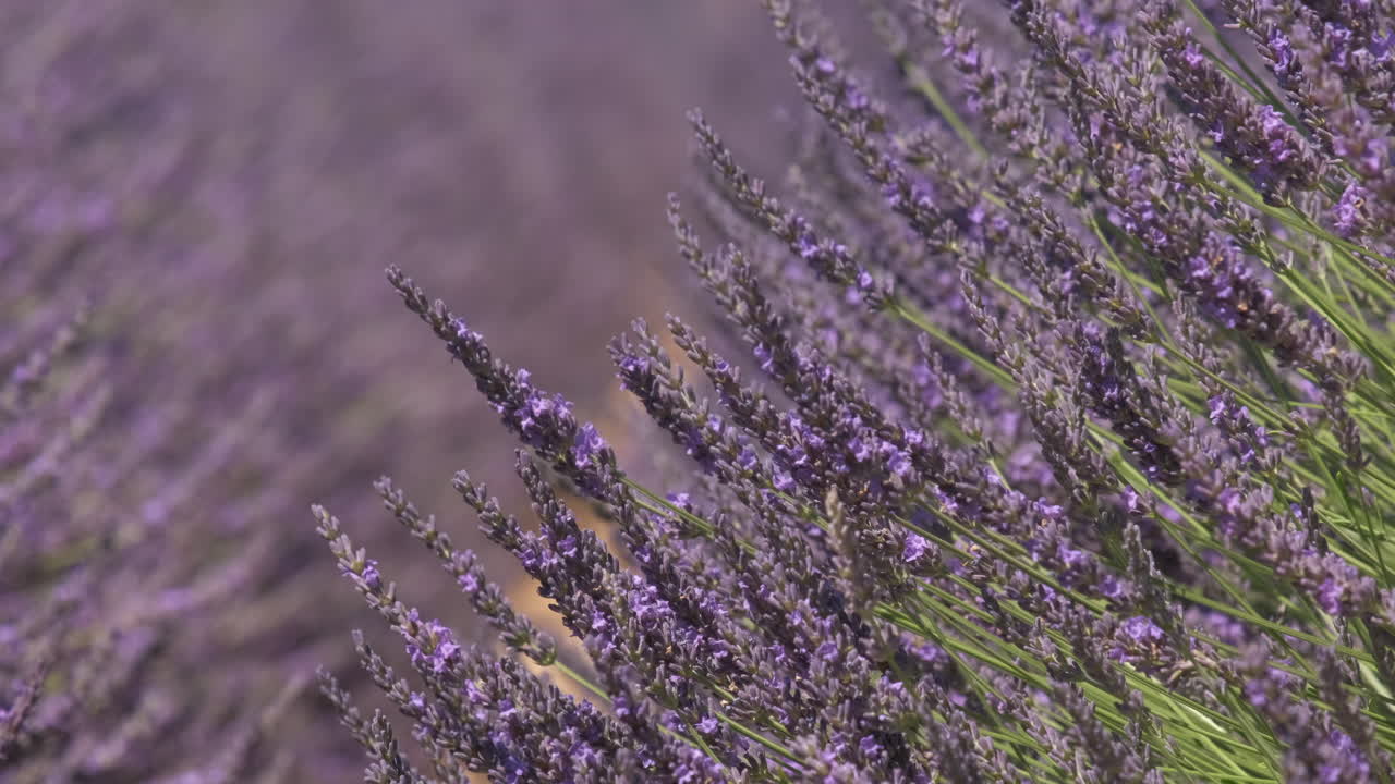 여름에 피는 라벤더 꽃