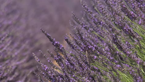 Flor-De-Lavanda-Floreciendo-En-Verano