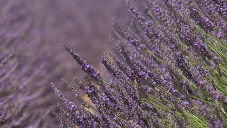 flor de lavanda floreciendo en verano