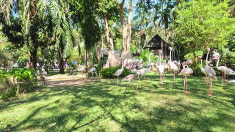 flamingos walking in a lush, green environment