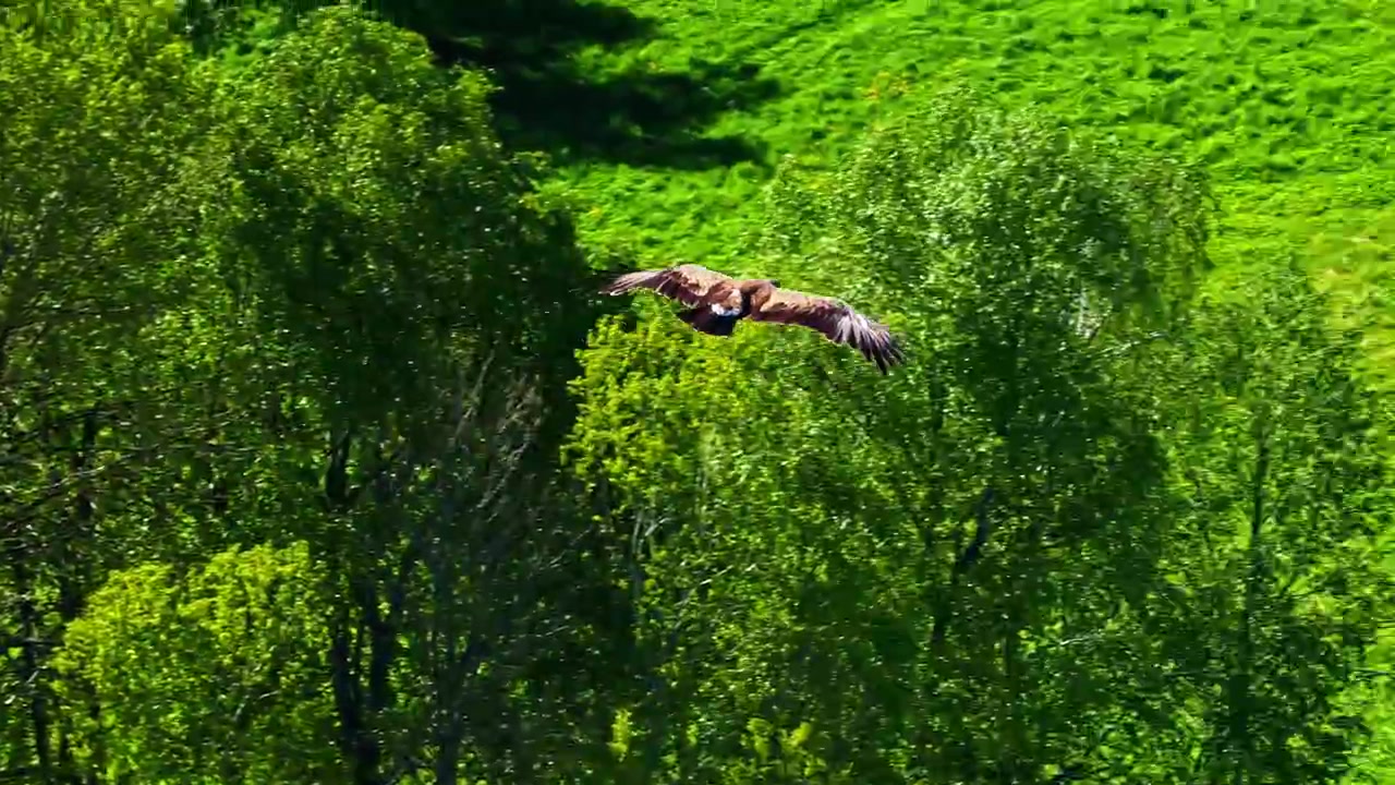 Hawk gliding above rural houses and green countryside , aerial telephoto tracking