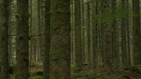 slow trucking shot through trees in a humid mysterious forest in slow motion