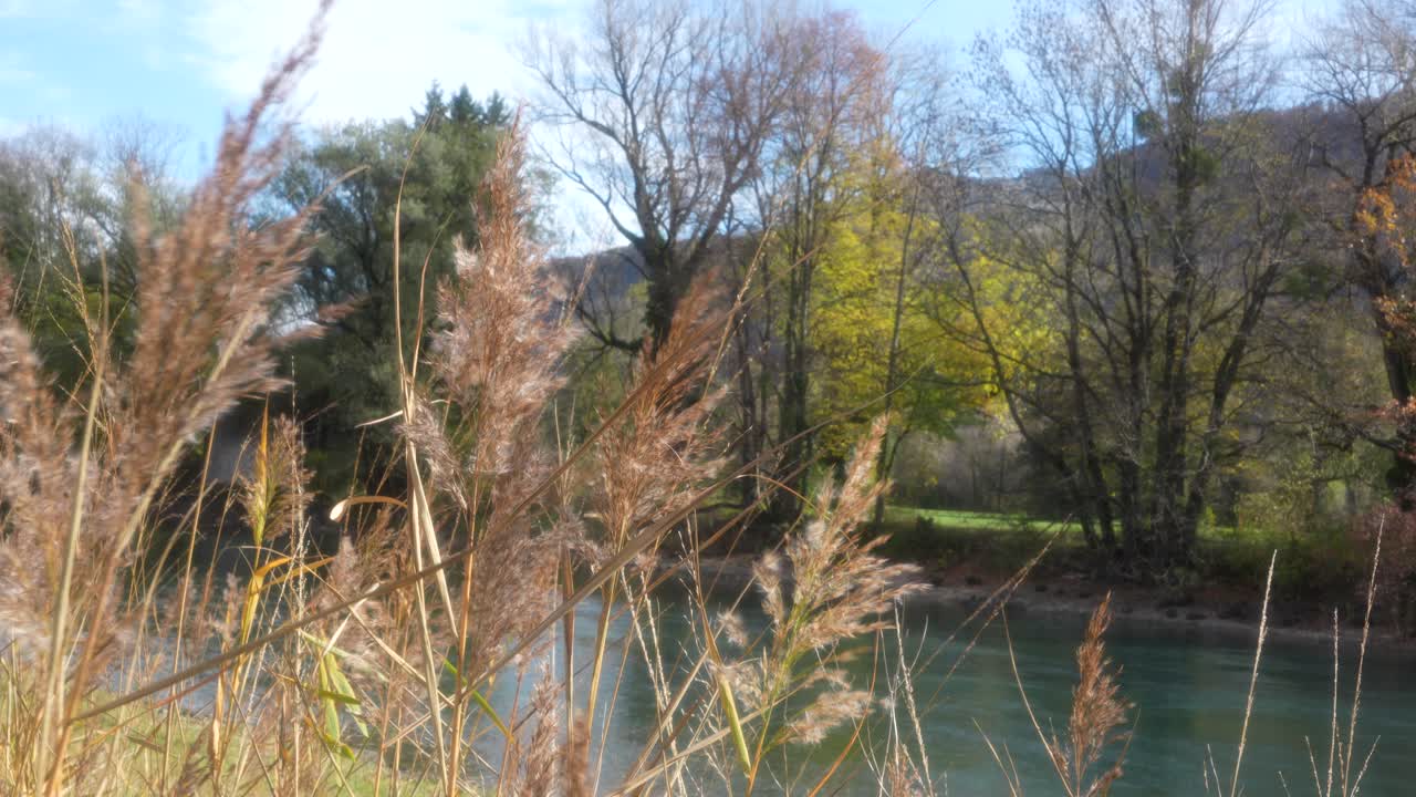 Close-up of tall grass gently swaying in the wind near Walensee, Switzerland. Autumn colors and a tranquil lake create a peaceful natural atmosphere
