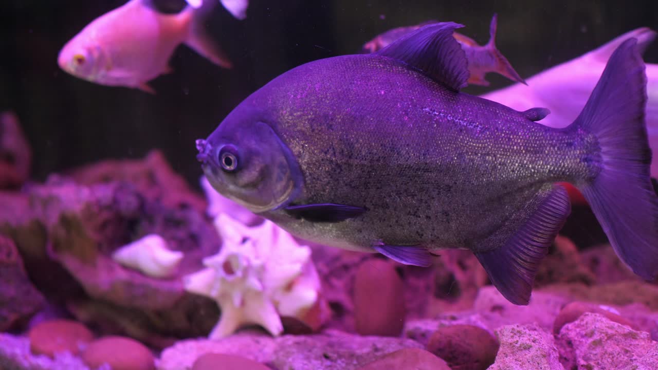 Pesce grigio che nuota in acquario sotto luce viola