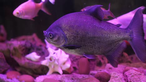 grey fish swimming in fish tank under purple light