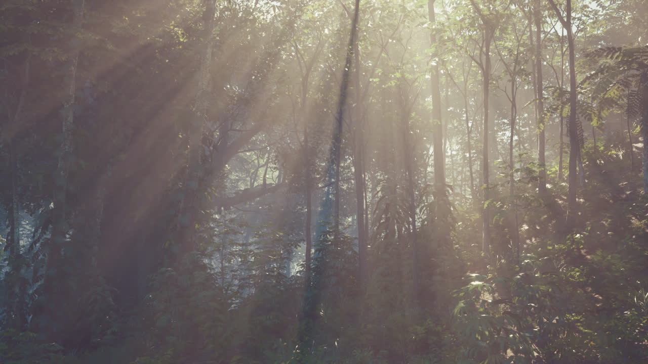 la luz del sol fluye a través de un denso bosque