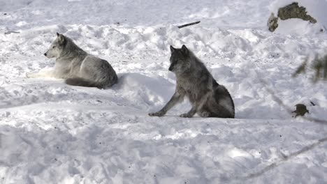 grey wolf lays down in snow rack focus